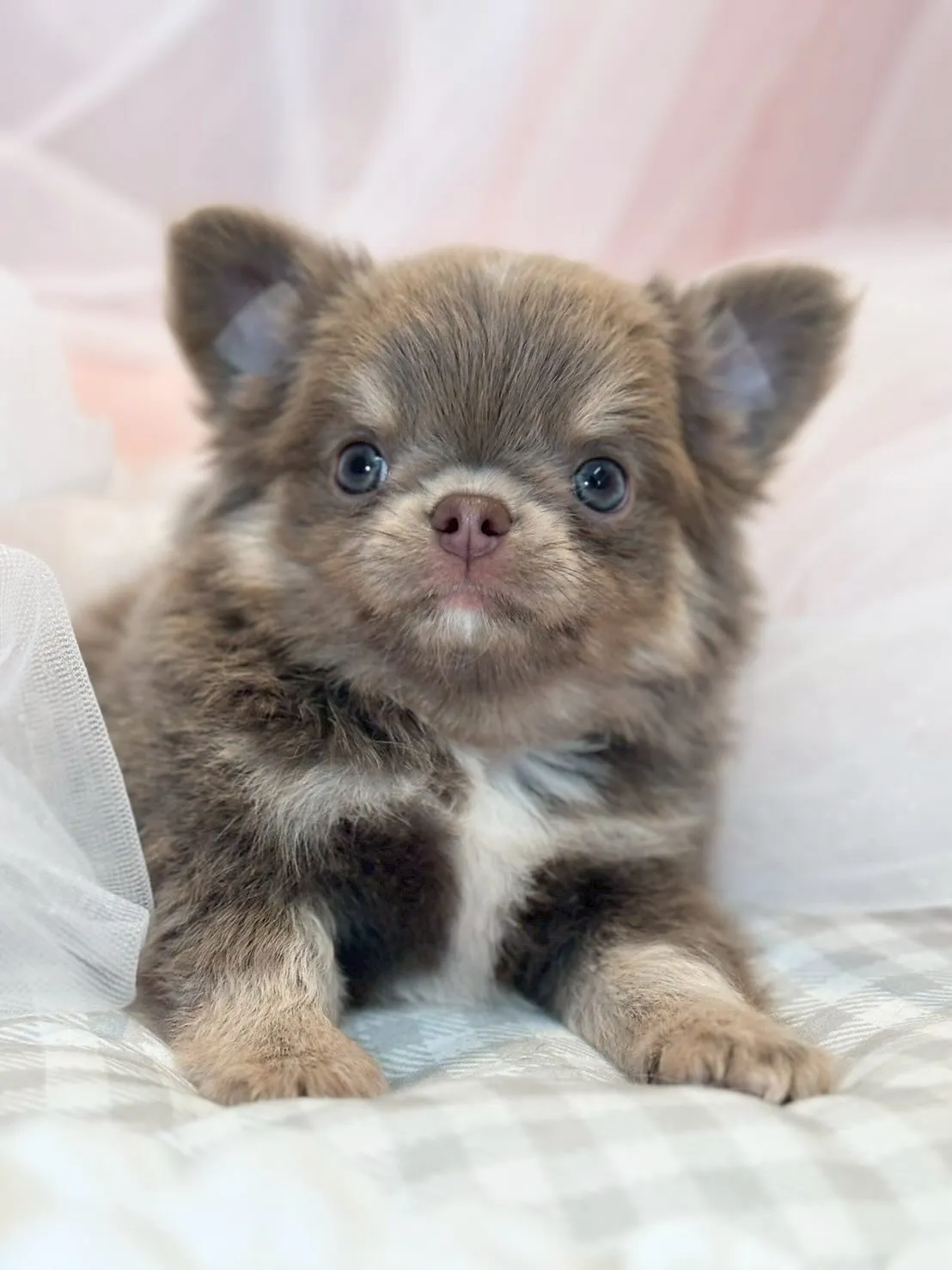 新しい家族募集中👶