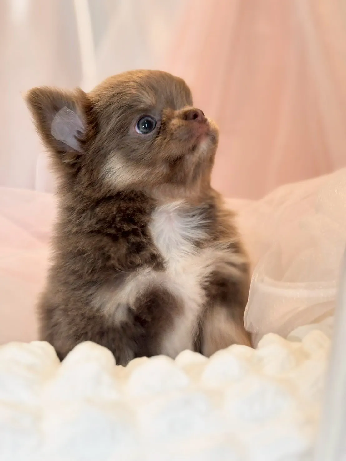 新しい家族募集中👶