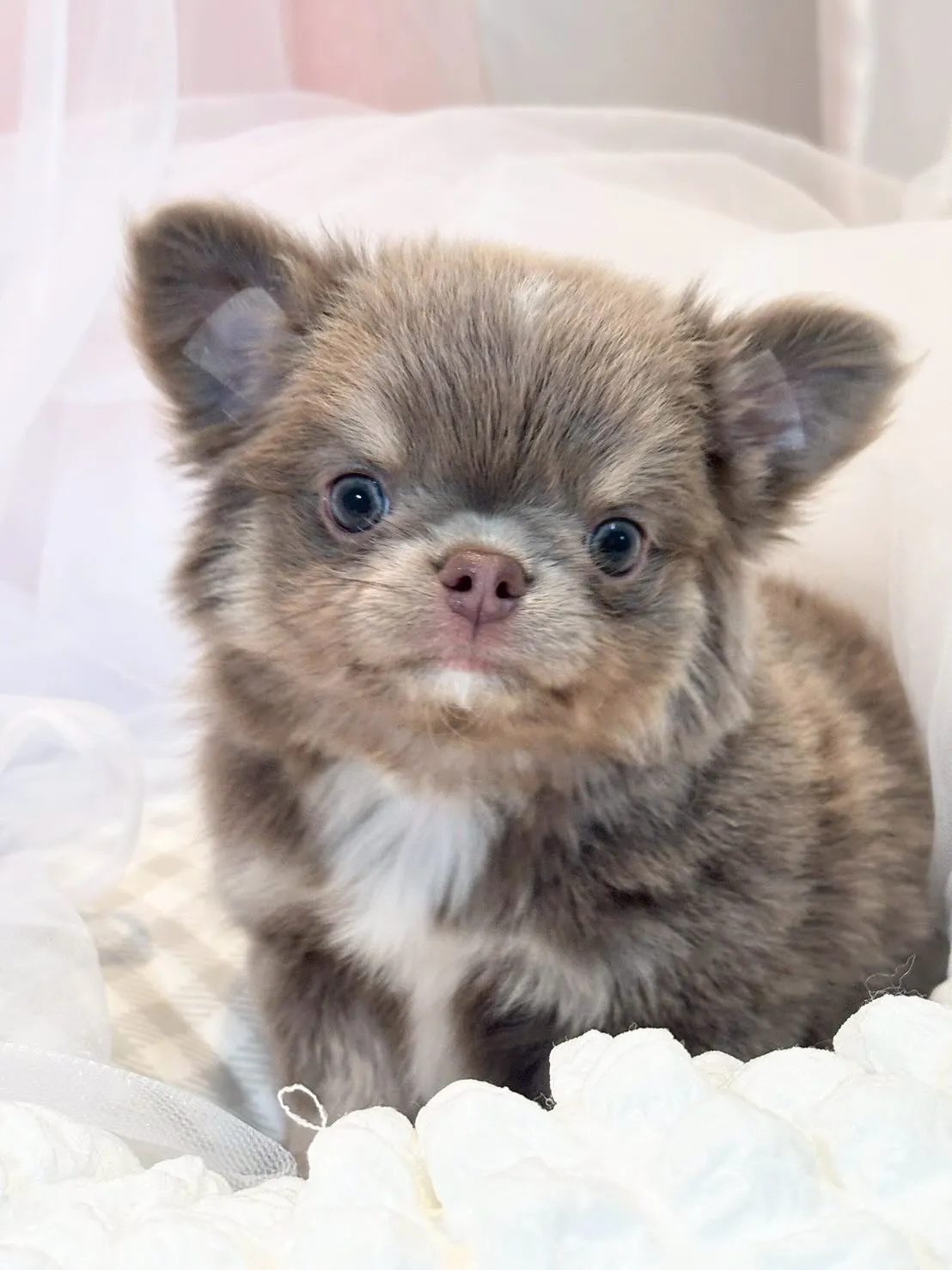 新しい家族募集中👶