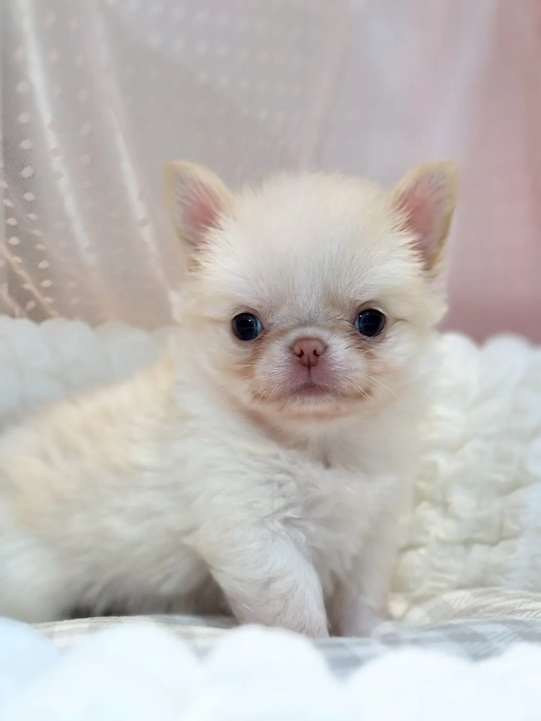 ぶっ潰れ大好きな方❤️