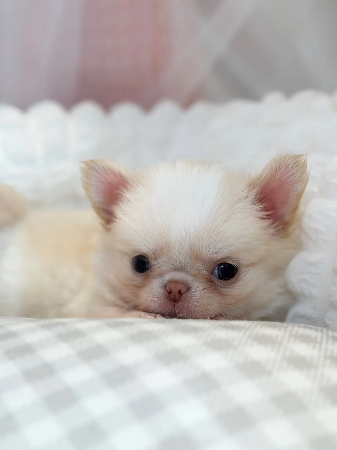 ぶっ潰れ大好きな方❤️