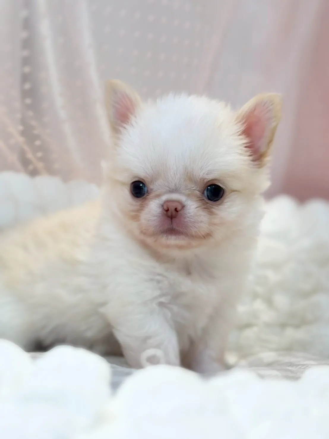 ぶっ潰れ大好きな方❤️