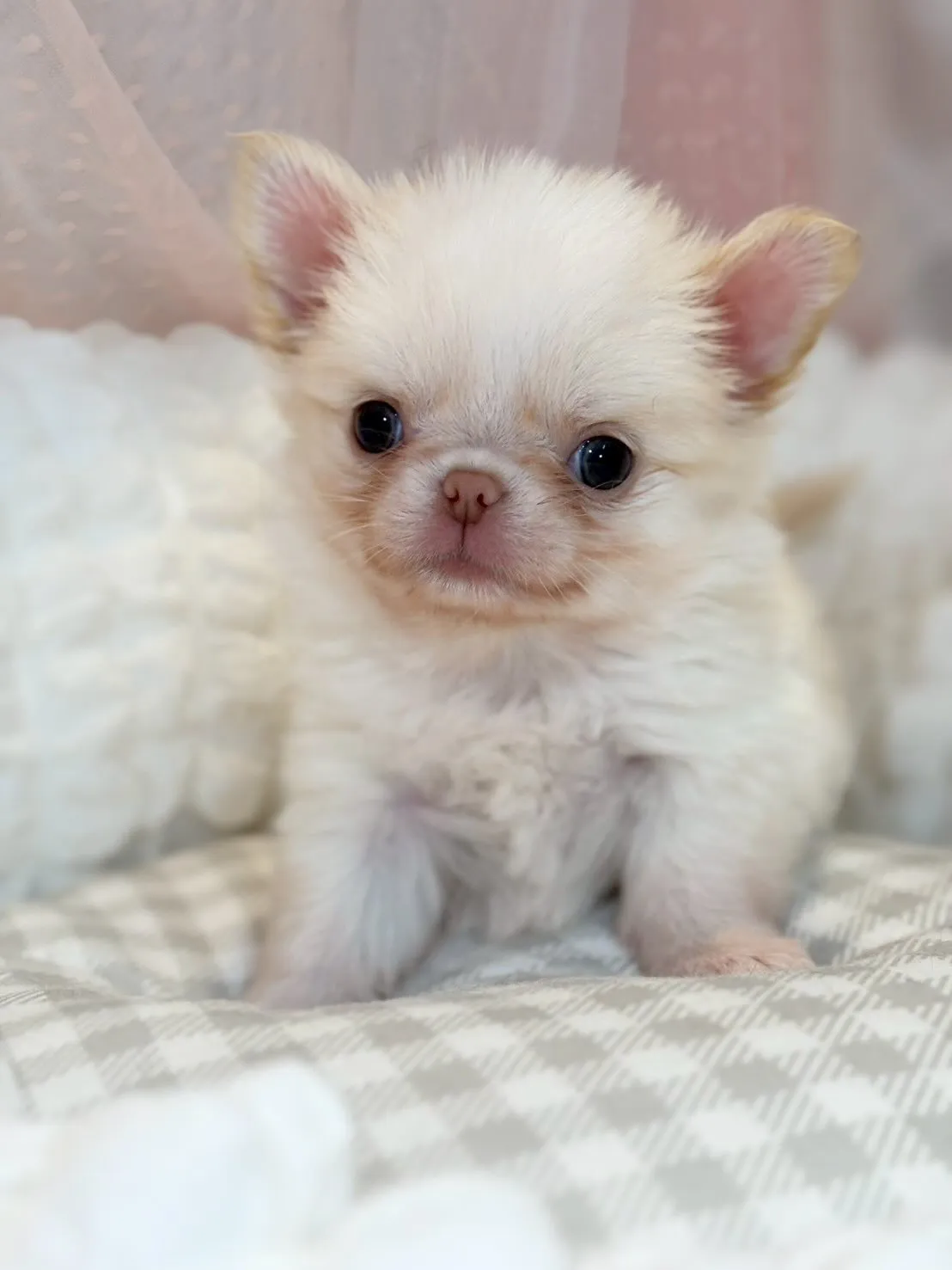 ぶっ潰れ大好きな方❤️