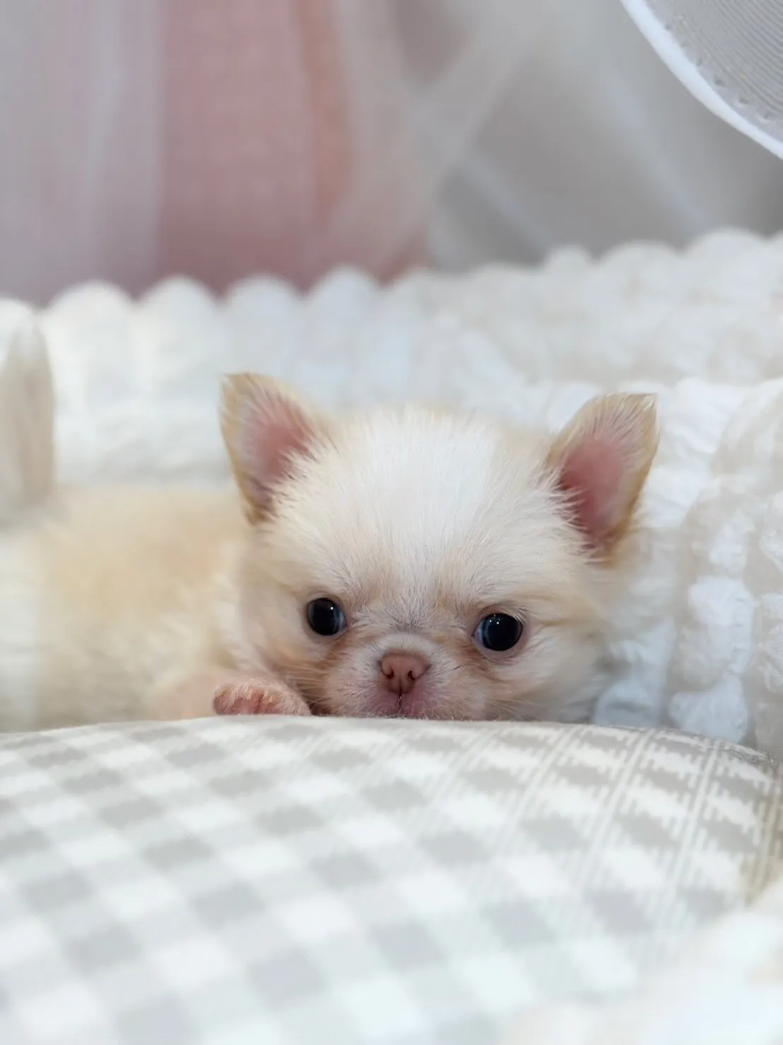 ぶっ潰れ大好きな方❤️