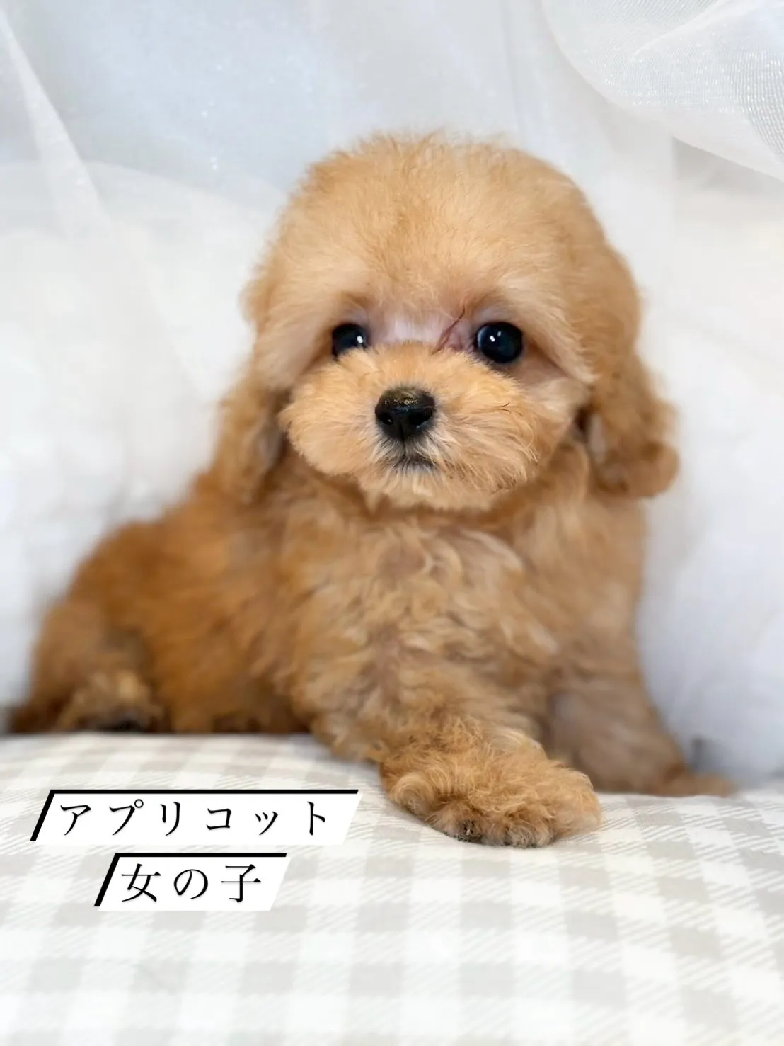 とーても可愛くって小さい姫ちゃん