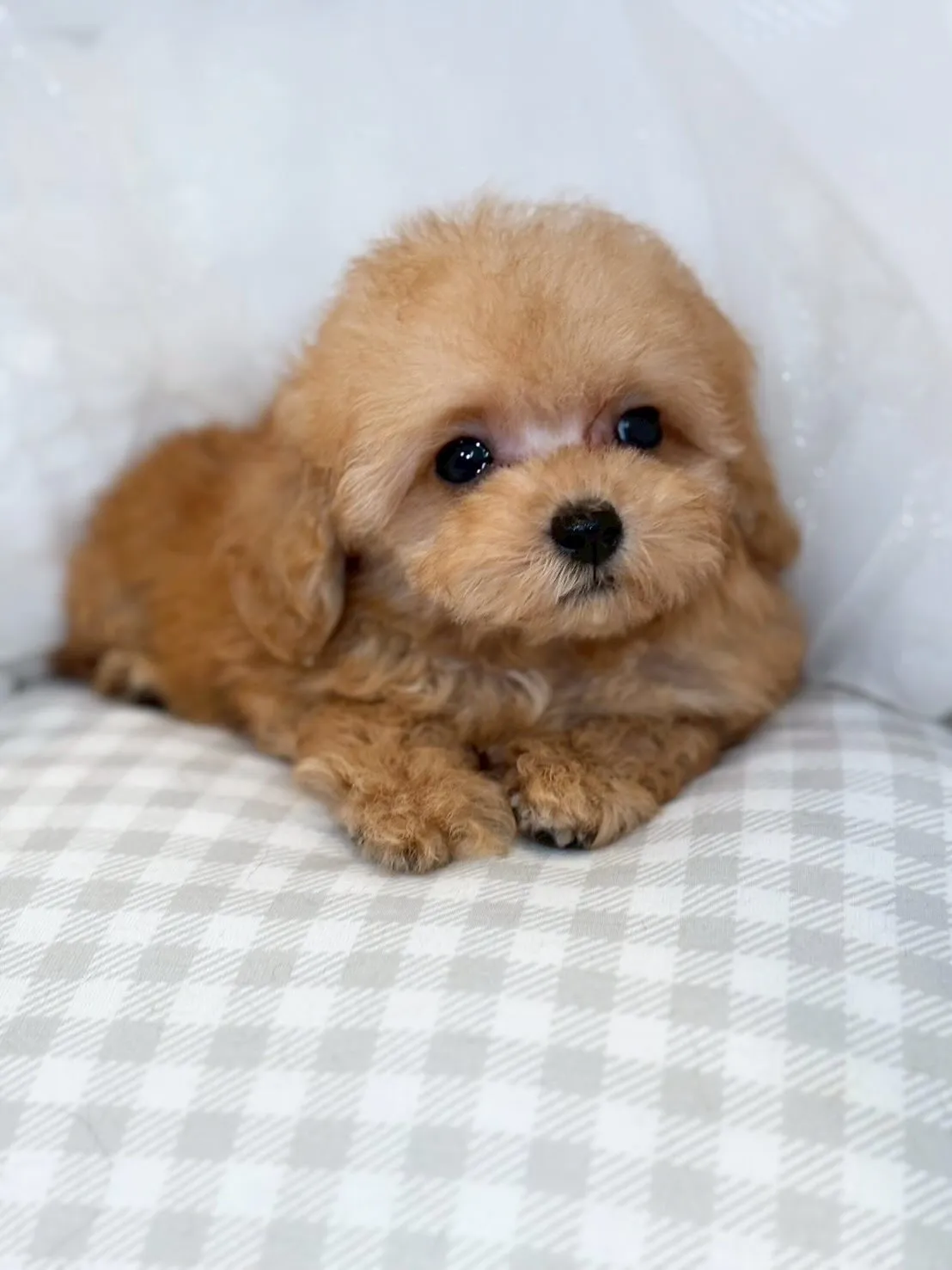 とーても可愛くって小さい姫ちゃん