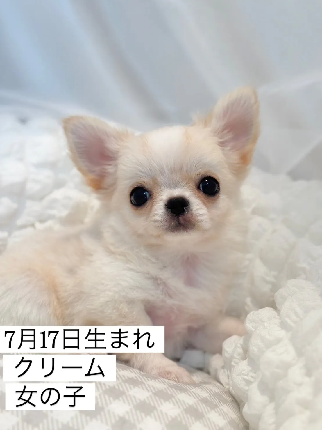 新しいご家族募集中😊