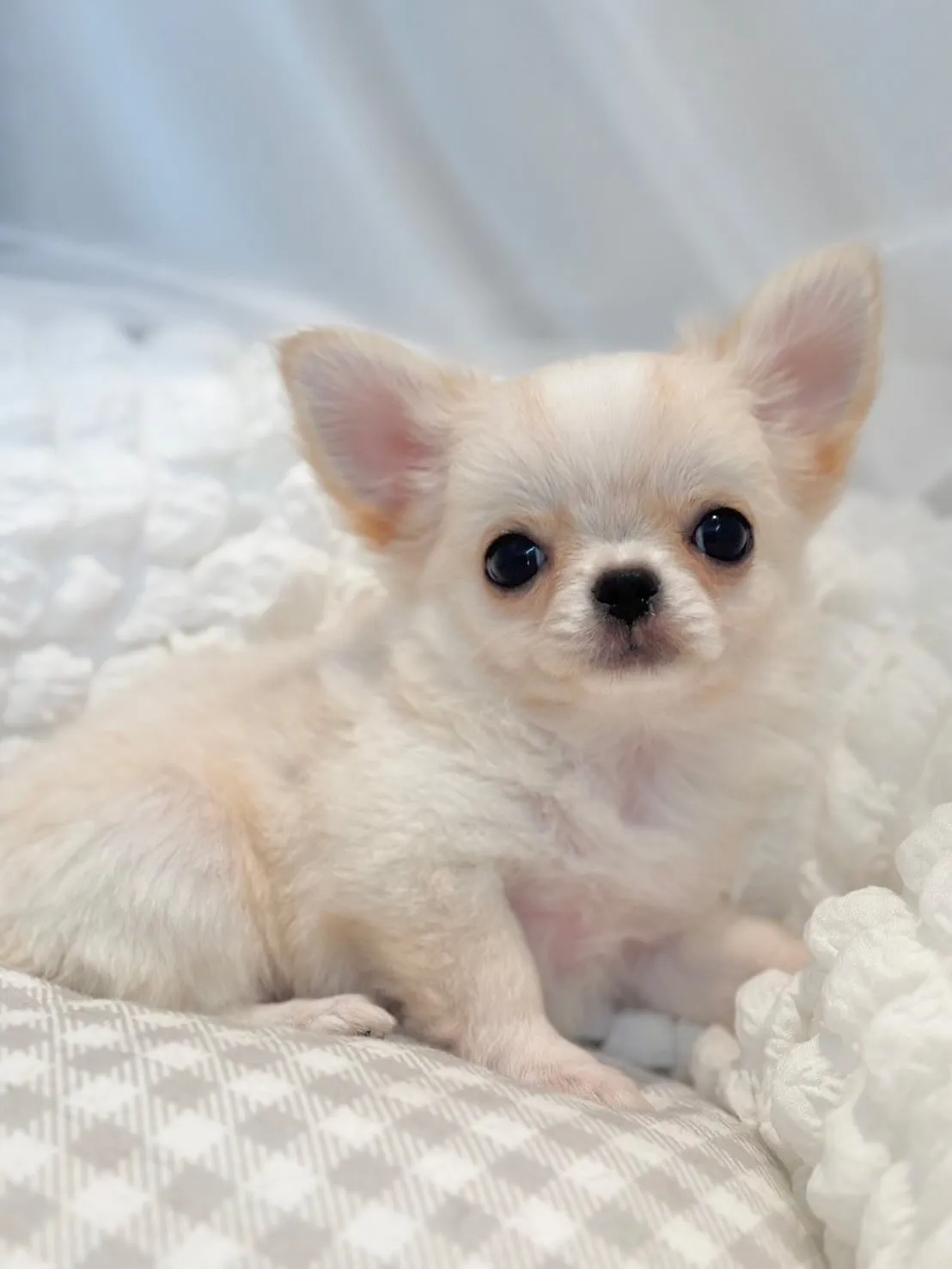 新しいご家族募集中😊