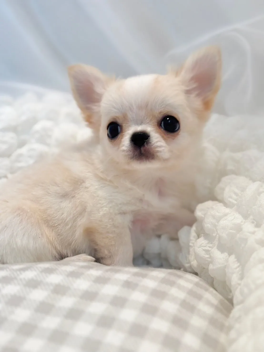 新しいご家族募集中😊