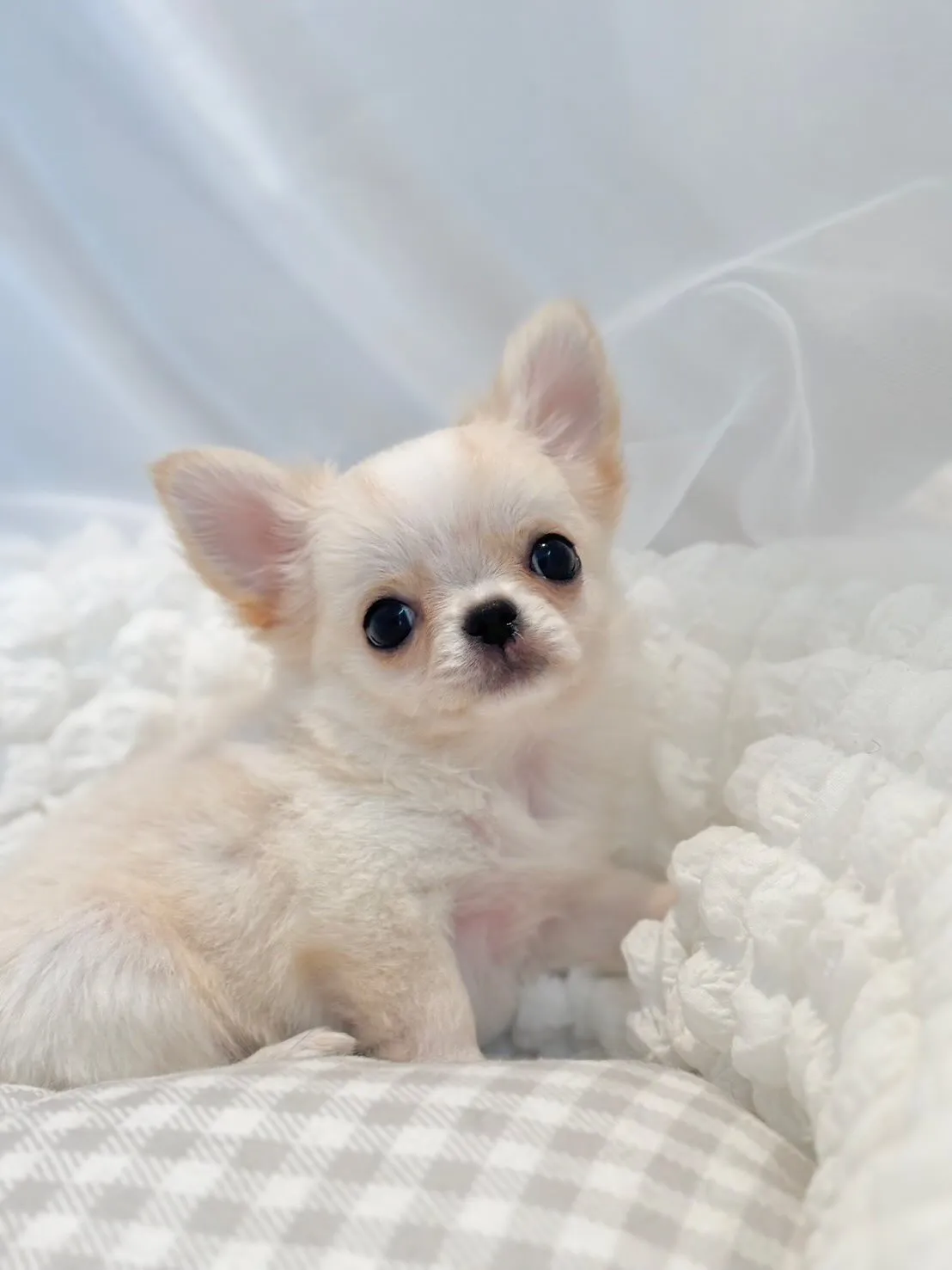 新しいご家族募集中😊