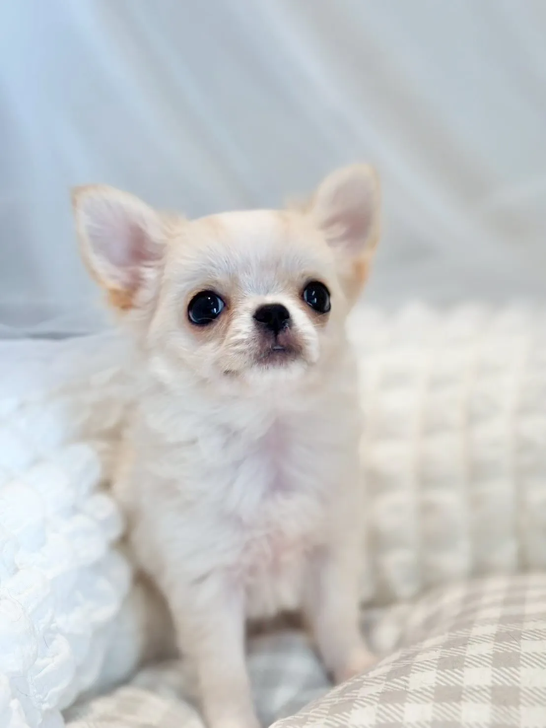 新しいご家族募集中😊