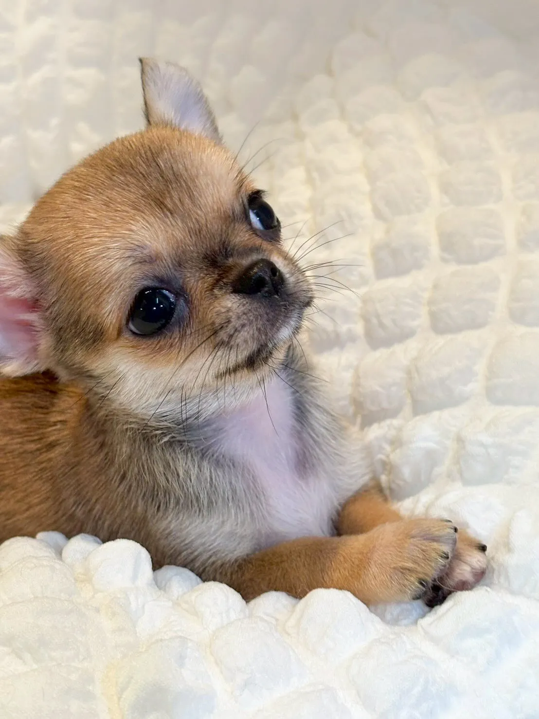 とーてもキュート🩷な女の子分譲します