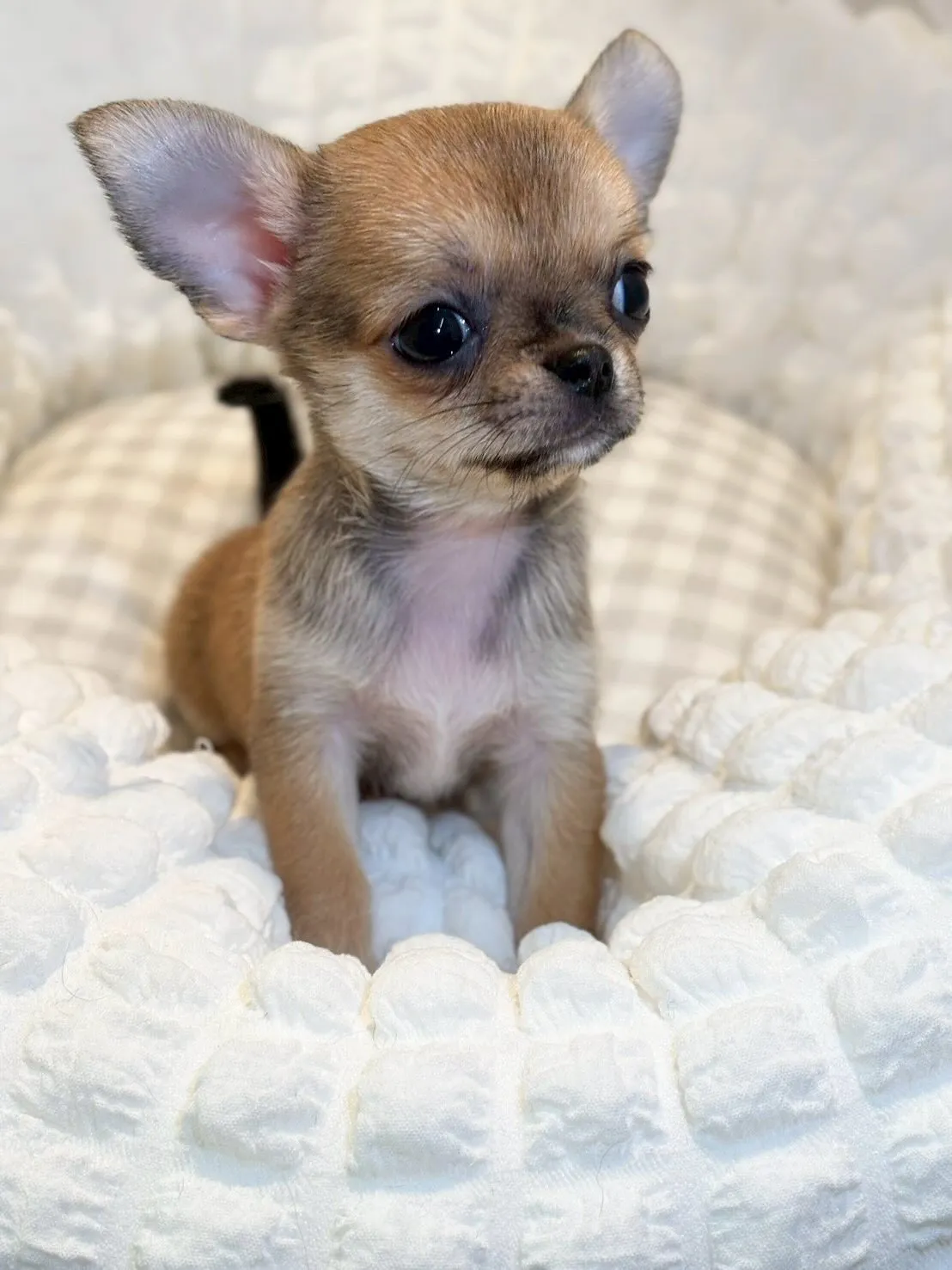 とーてもキュート🩷な女の子分譲します