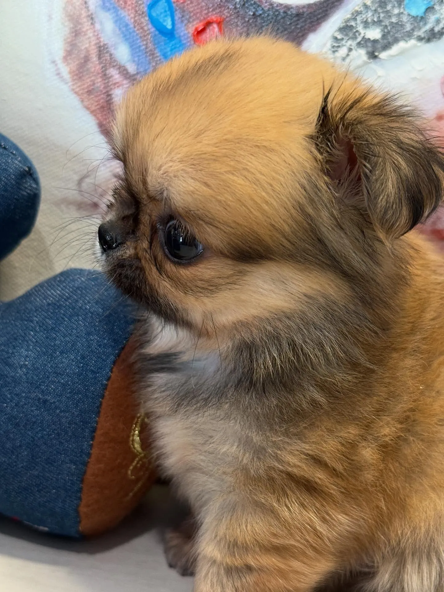 ご家族募集します！