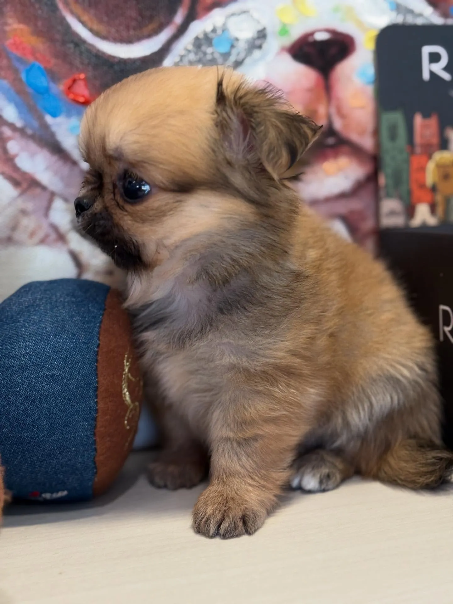 ご家族募集します！