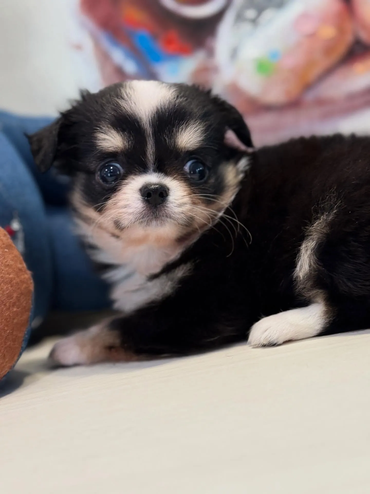 ド派手カラーの🩵僕