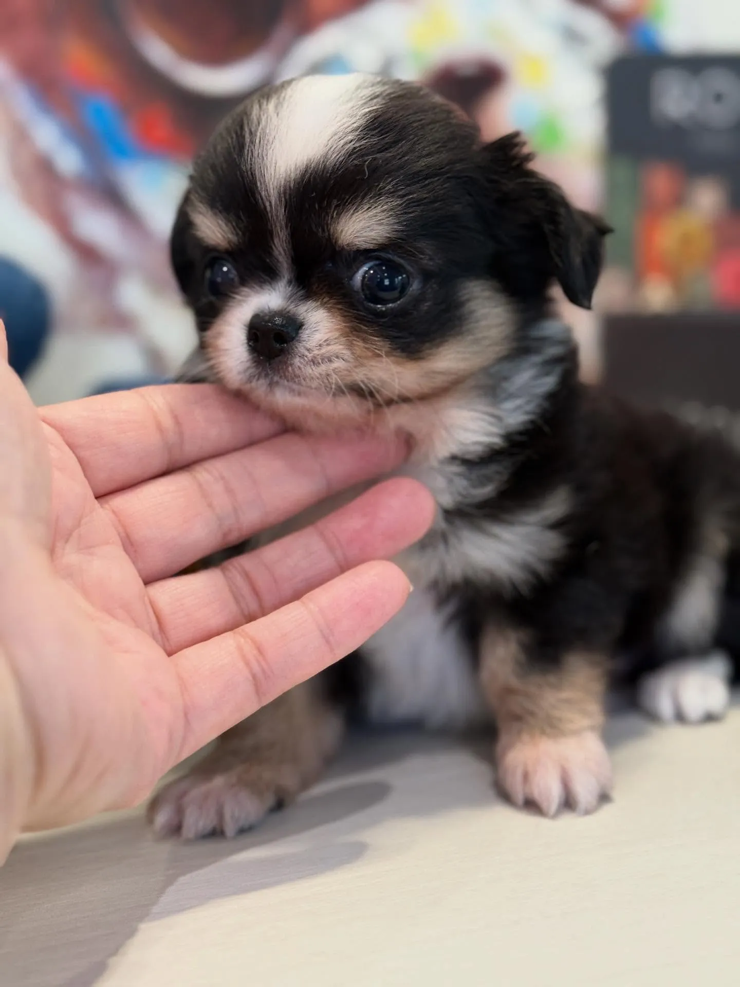 ド派手カラーの🩵僕