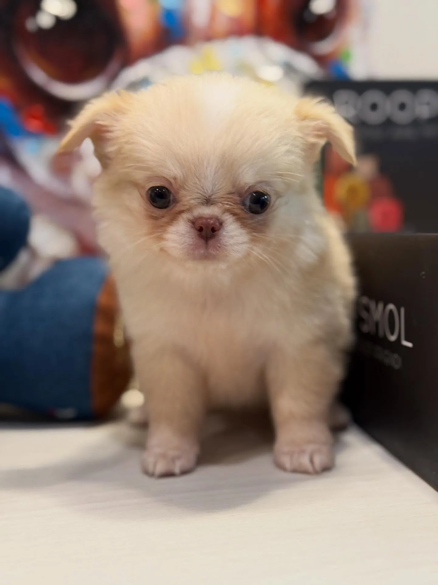 ご家族を募集します😊