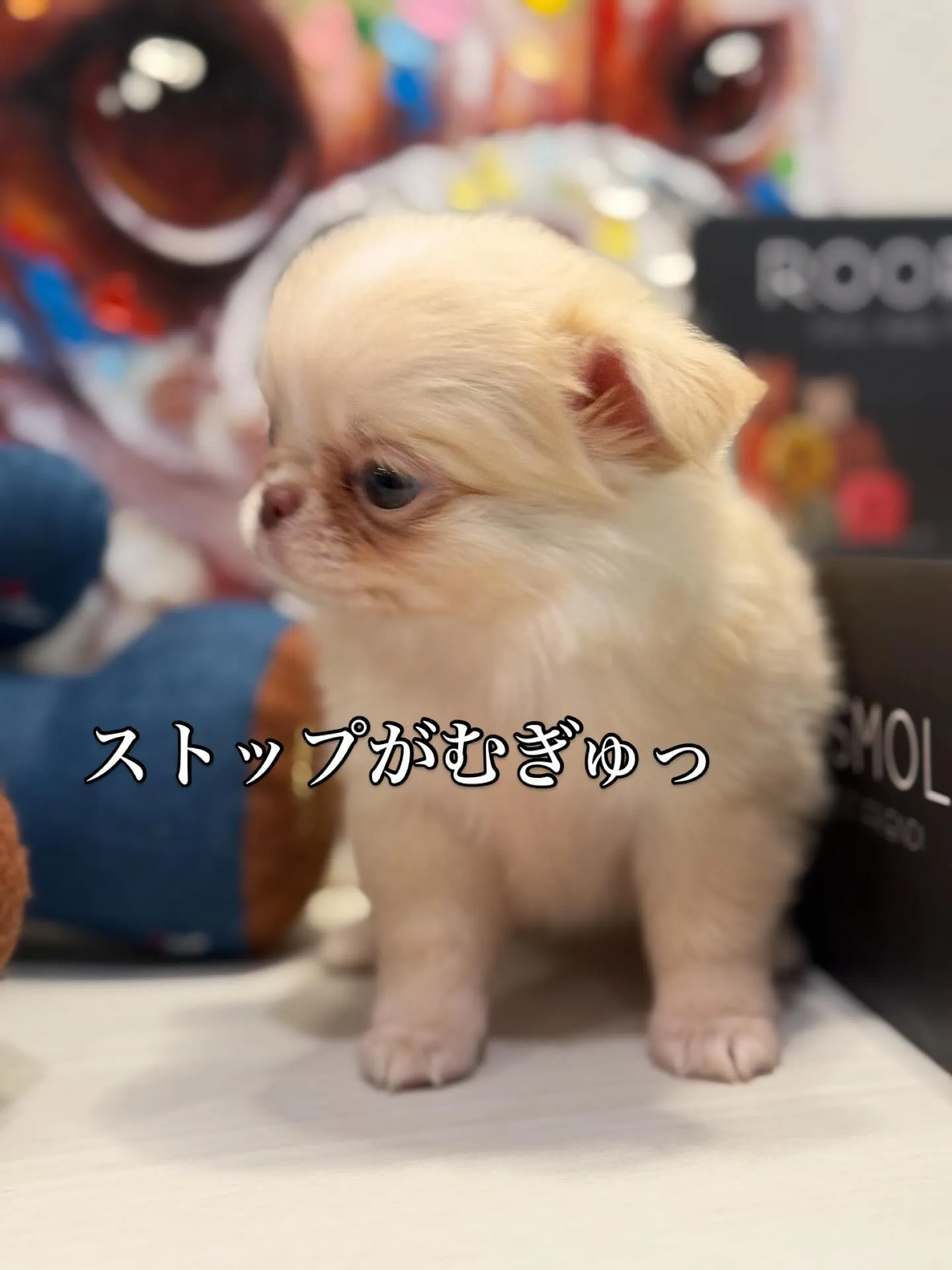 ご家族を募集します😊