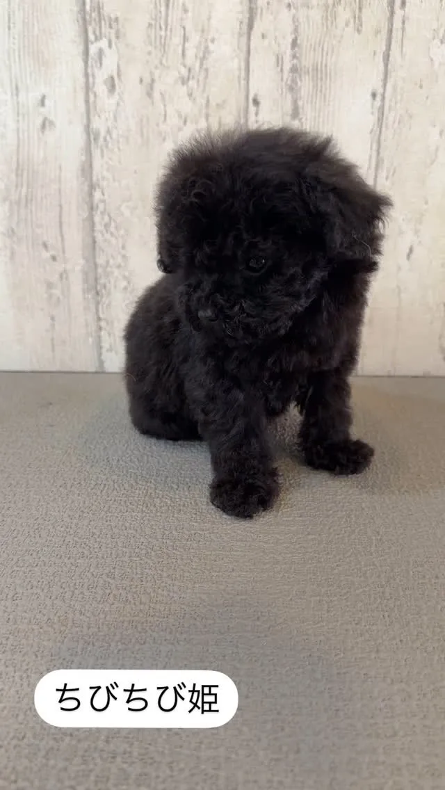 ちびちび姫