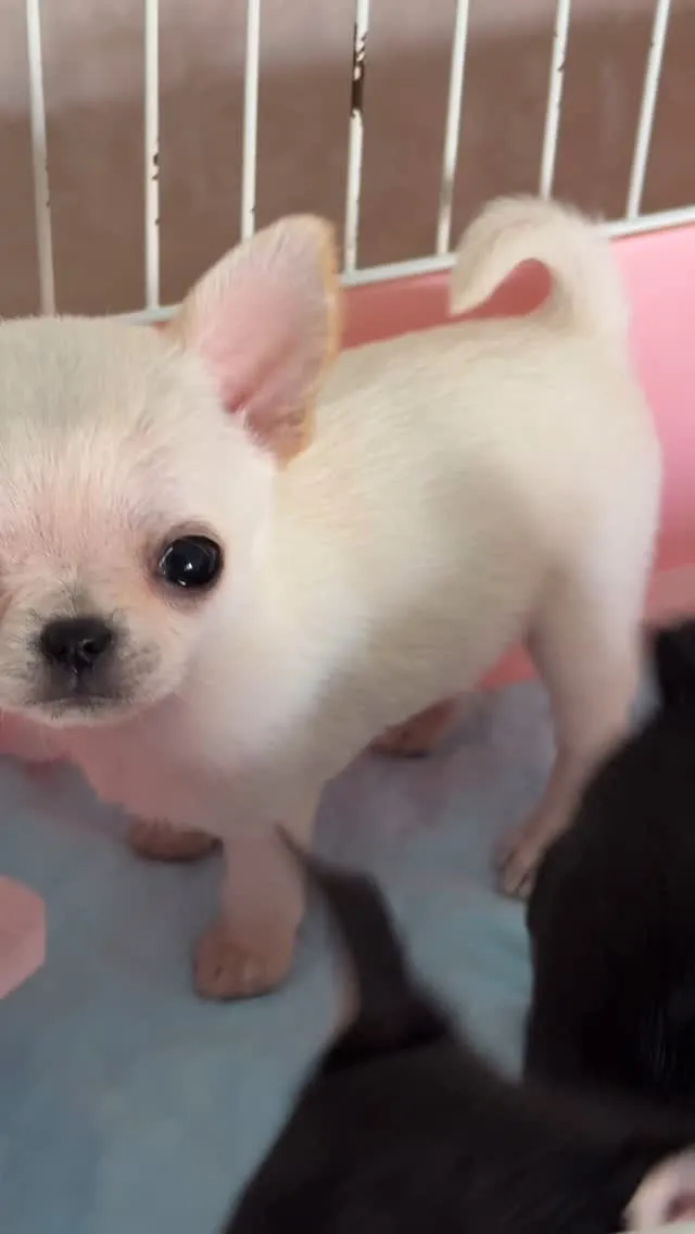 スムースチワワの女の子👧分譲します